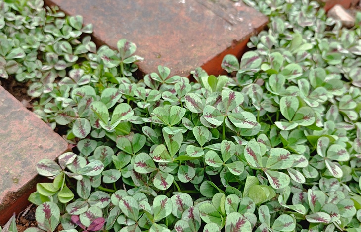 2. 植栽は低メンテナンスなものを選ぶ